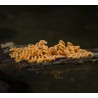 Mini fusilli à la tomate et à l'oignon - Pâtes sèches